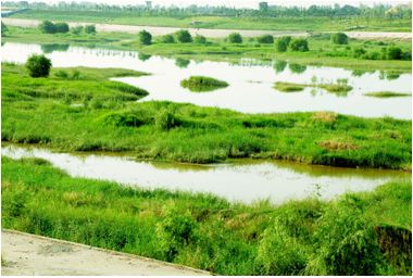 绿地国际生态城领跑低碳